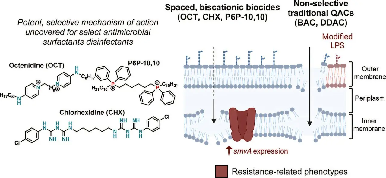 Bacterial pathogen shows alarming resistance to common cleaners, chemists discover