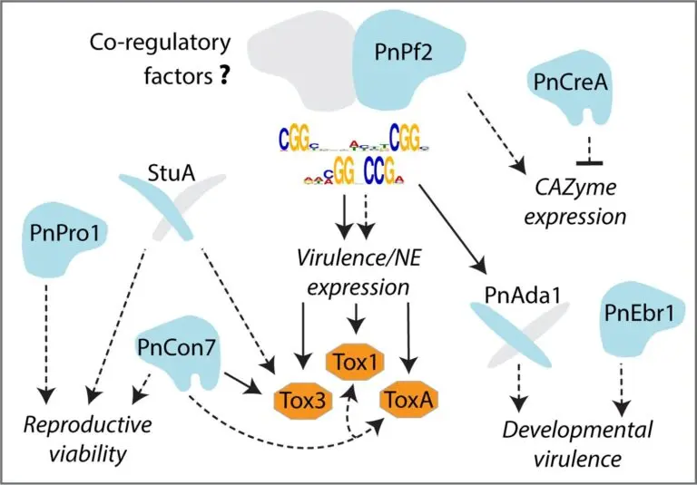 Genetic mechanism unlocks a key secret behind disease infection in crops