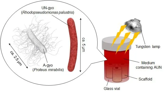 Nová terapie založená na bakteriích je příslibem v boji proti rakovině
