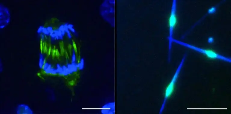 Scientists create a molecular switch that can control cell division on demand outside of a living system