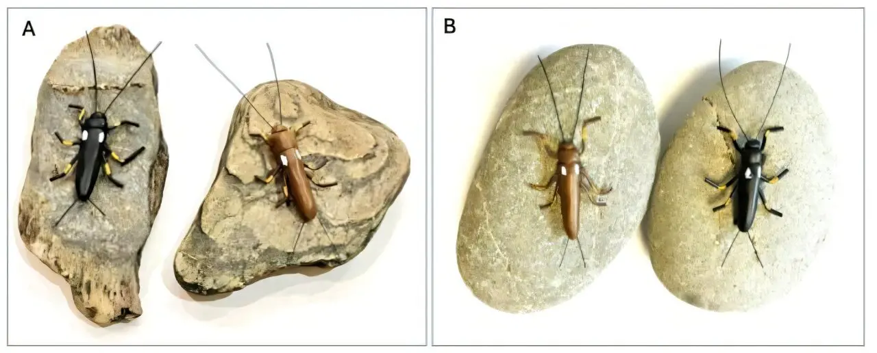 Stoneflies have changed color as a result of human actions, new study shows