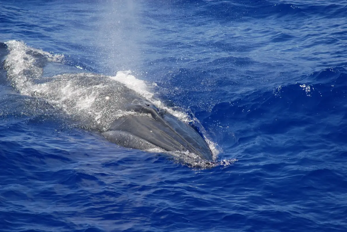 A Byrde’s whale spotted during a NOAA cetacean survey in the Mariana Archipelago in 2010.