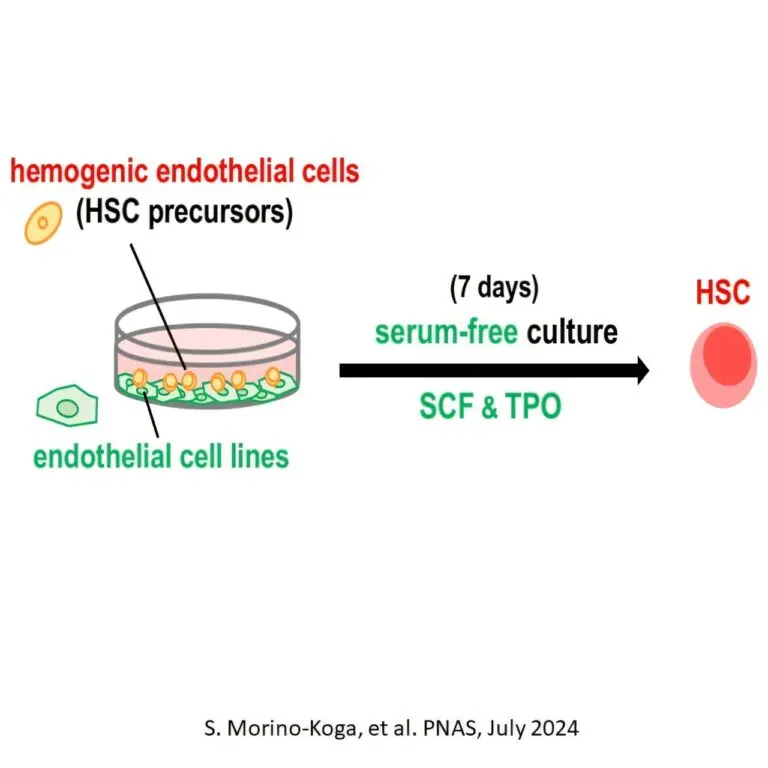 Team achieves successful reproduction of hematopoietic stem cell developmental process in an in vitro culture system