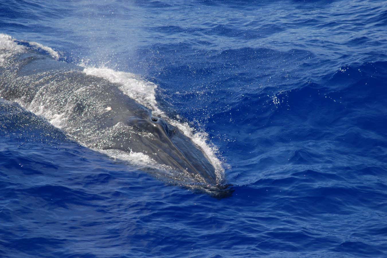 ‘Shazam for whales’ uses AI to track sounds heard in Mariana Trench